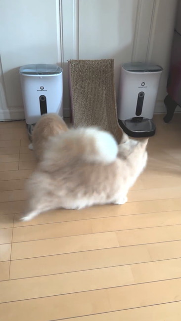 チラ見ネコ