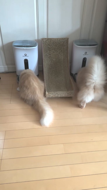 2匹で食べる猫