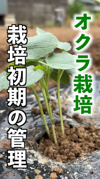 オクラの栽培初期にやる作業