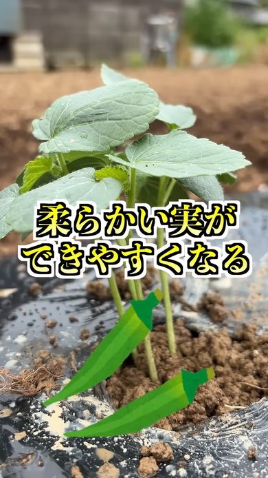 オクラの栽培初期には間引かない