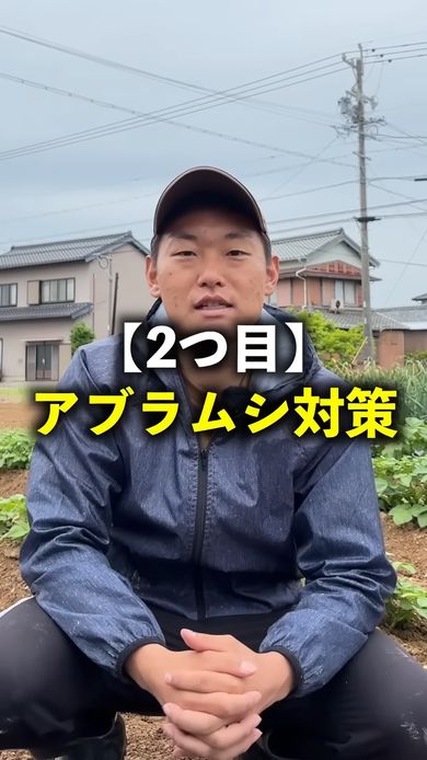 オクラ栽培初期のアブラムシ対策は重要