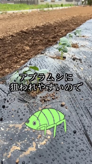 オクラ栽培初期のアブラムシ対策は重要
