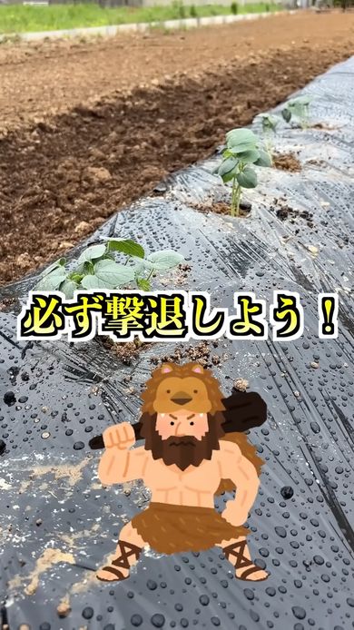 オクラ栽培初期のアブラムシ対策は重要