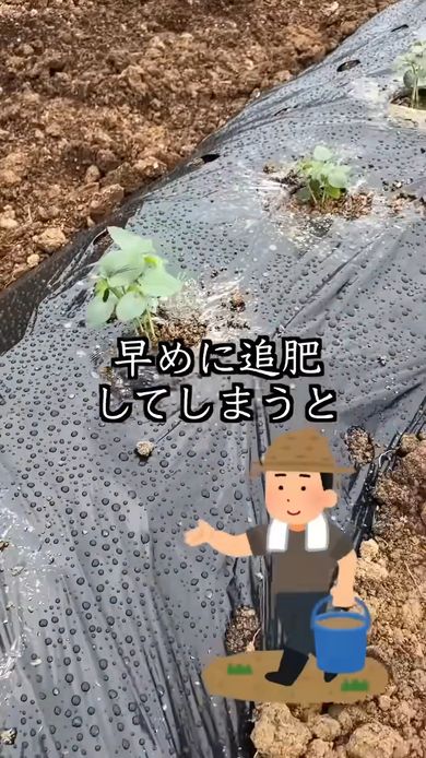 オクラの栽培初期では追肥のタイミングも重要