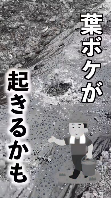 オクラの栽培初期では追肥のタイミングも重要