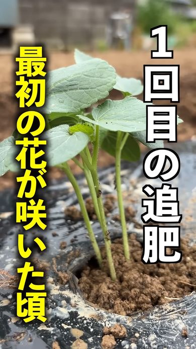 オクラの栽培初期では追肥のタイミングも重要