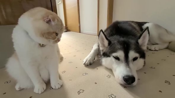 寝そべっているワンコをじっと見つめるニャンコ