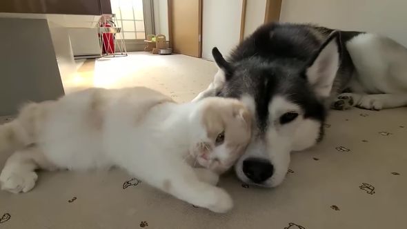 ワンコの顔に頭をこすりつけるニャンコ