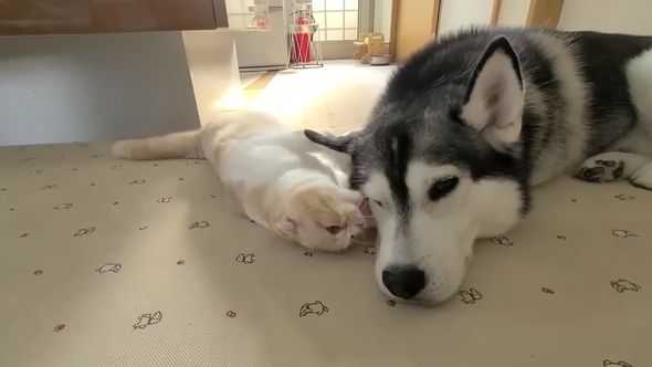 ワンコにグルーミングをしてあげるニャンコ