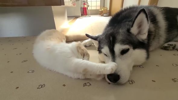 大きく体を伸ばして前足でワンコの鼻をくすぐってしまうニャンコ