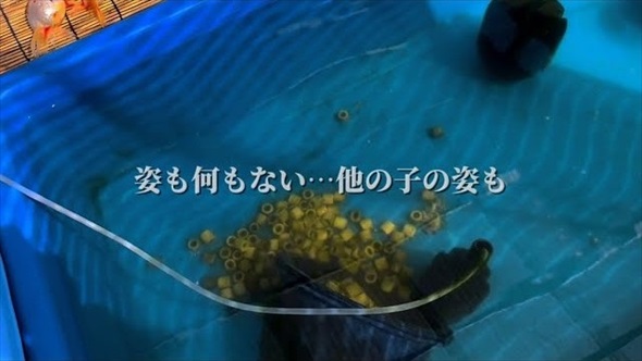 大切に育てていたらんちゅうたちに思わぬ大事故