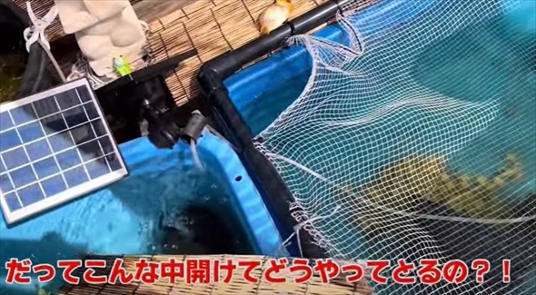 大切に育てていたらんちゅうたちに思わぬ大事故