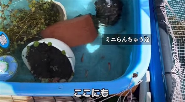 大切に育てていたらんちゅうたちに思わぬ大事故