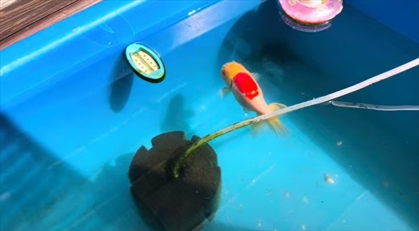 大切に育てていたらんちゅうたちに思わぬ大事故