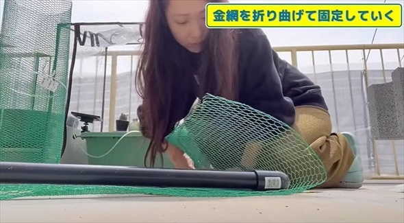 大切に育てていたらんちゅうたちに思わぬ大事故