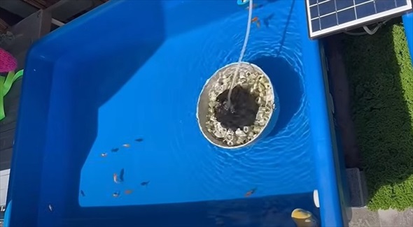 大切に育てていたらんちゅうたちに思わぬ大事故