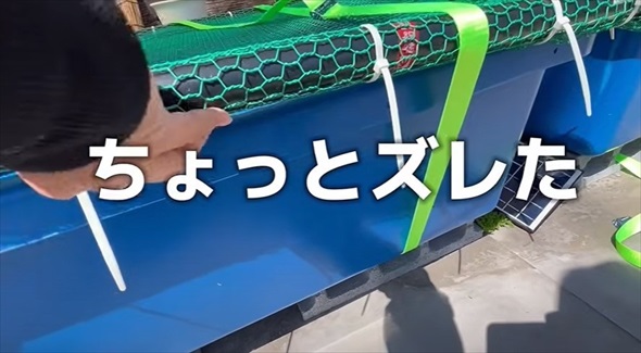 大切に育てていたらんちゅうたちに思わぬ大事故