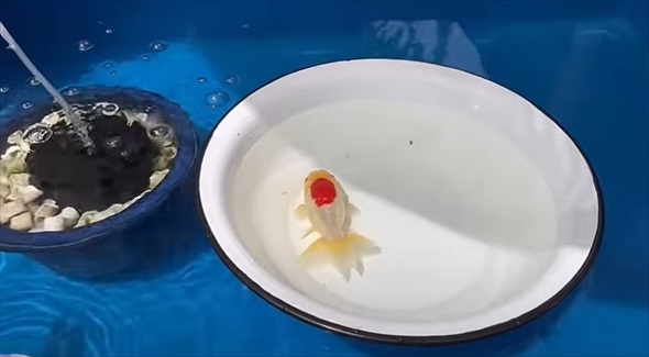 大切に育てていたらんちゅうたちに思わぬ大事故