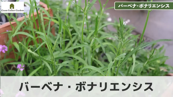 プロ おすすめ 夏 酷暑 耐える 負けない 強い 宿根草 植物 ガーデン 庭 植栽