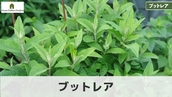 プロ おすすめ 夏 酷暑 耐える 負けない 強い 宿根草 植物 ガーデン 庭 植栽