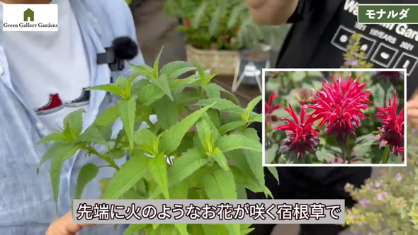 プロ おすすめ 夏 酷暑 耐える 負けない 強い 宿根草 植物 ガーデン 庭 植栽