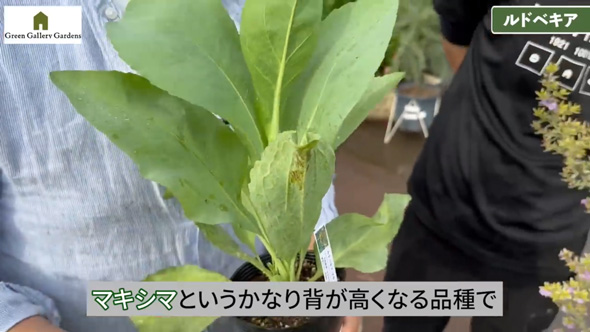 プロ おすすめ 夏 酷暑 耐える 負けない 強い 宿根草 植物 ガーデン 庭 植栽