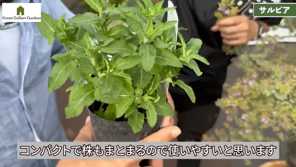 プロ おすすめ 夏 酷暑 耐える 負けない 強い 宿根草 植物 ガーデン 庭 植栽