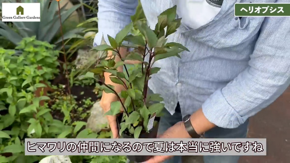 プロ おすすめ 夏 酷暑 耐える 負けない 強い 宿根草 植物 ガーデン 庭 植栽
