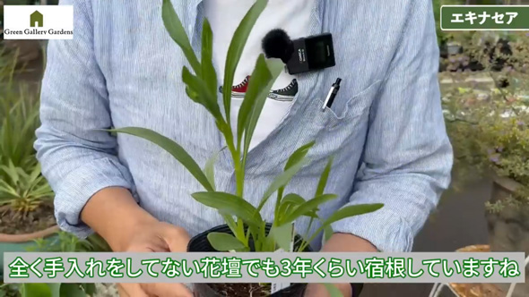 プロ おすすめ 夏 酷暑 耐える 負けない 強い 宿根草 植物 ガーデン 庭 植栽