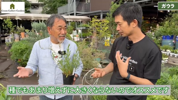 プロ おすすめ 夏 酷暑 耐える 負けない 強い 宿根草 植物 ガーデン 庭 植栽