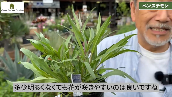 プロ おすすめ 夏 酷暑 耐える 負けない 強い 宿根草 植物 ガーデン 庭 植栽