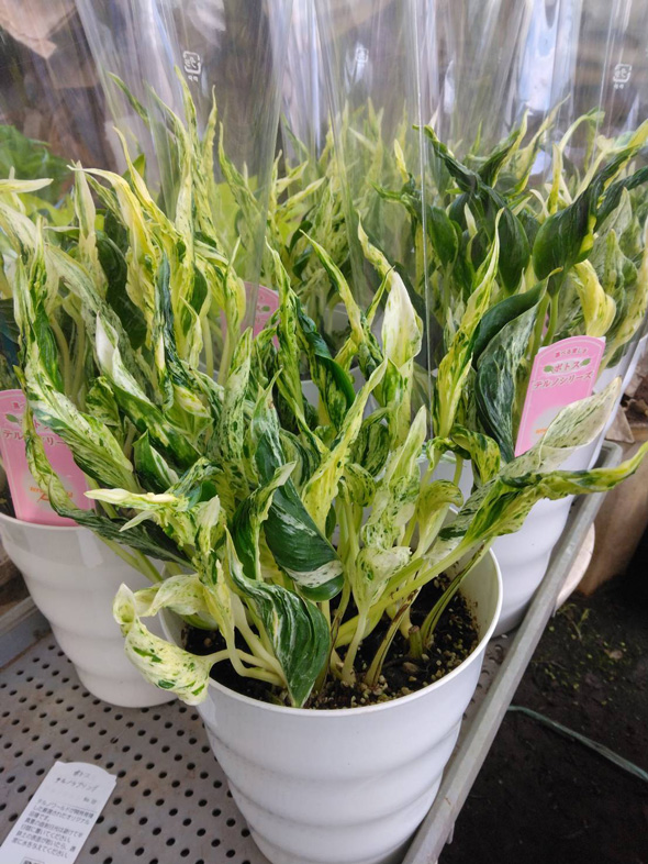 プロ おすすめ 夏 酷暑 耐える 負けない 強い 宿根草 植物 ガーデン 庭 植栽