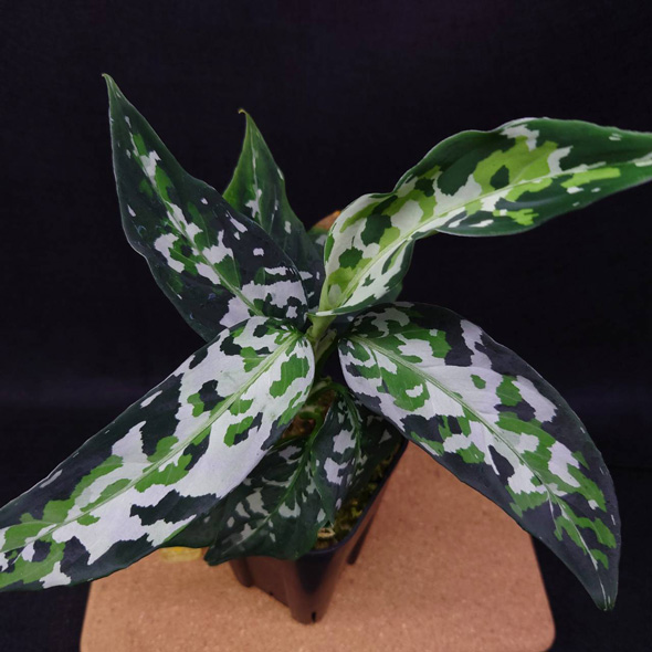 プロ おすすめ 夏 酷暑 耐える 負けない 強い 宿根草 植物 ガーデン 庭 植栽