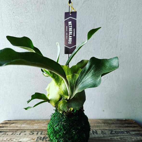 プロ おすすめ 夏 酷暑 耐える 負けない 強い 宿根草 植物 ガーデン 庭 植栽