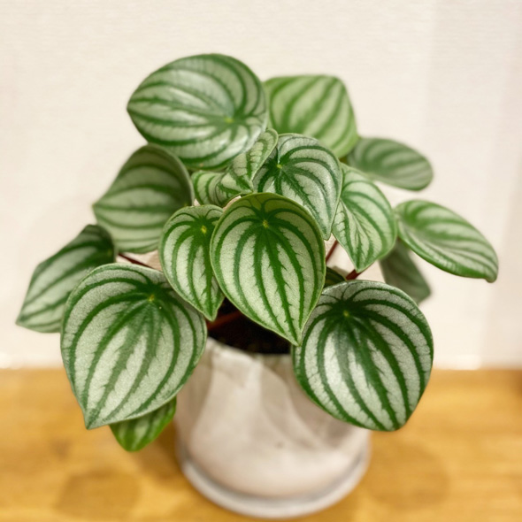 プロ おすすめ 夏 酷暑 耐える 負けない 強い 宿根草 植物 ガーデン 庭 植栽