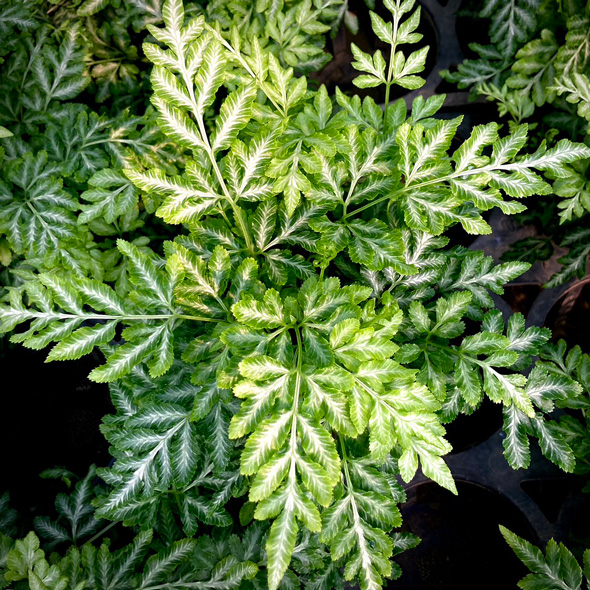 プロ おすすめ 夏 酷暑 耐える 負けない 強い 宿根草 植物 ガーデン 庭 植栽