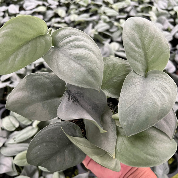 プロ おすすめ 夏 酷暑 耐える 負けない 強い 宿根草 植物 ガーデン 庭 植栽