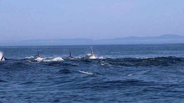 北海道 羅臼沖 白いシャチ 遭遇 観光船