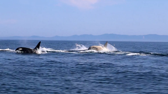 北海道 羅臼沖 白いシャチ 遭遇 観光船