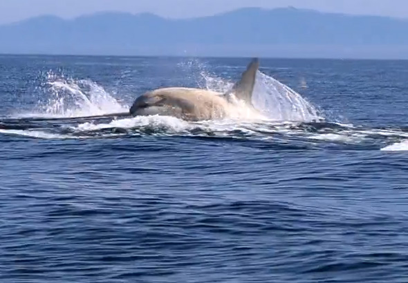 北海道 羅臼沖 白いシャチ 遭遇 観光船