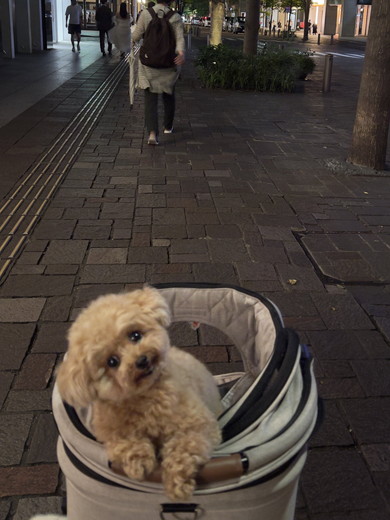 首をかしげるワンコ