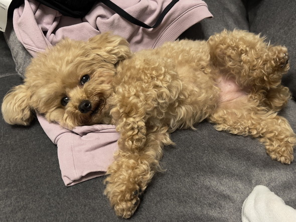 トイプードルのワンコ