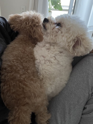 トイプードルのワンコ