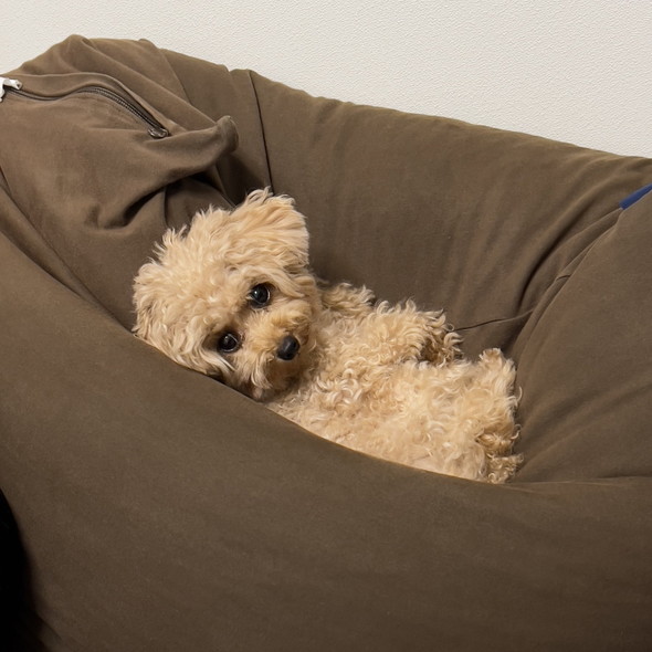 トイプードルのワンコ