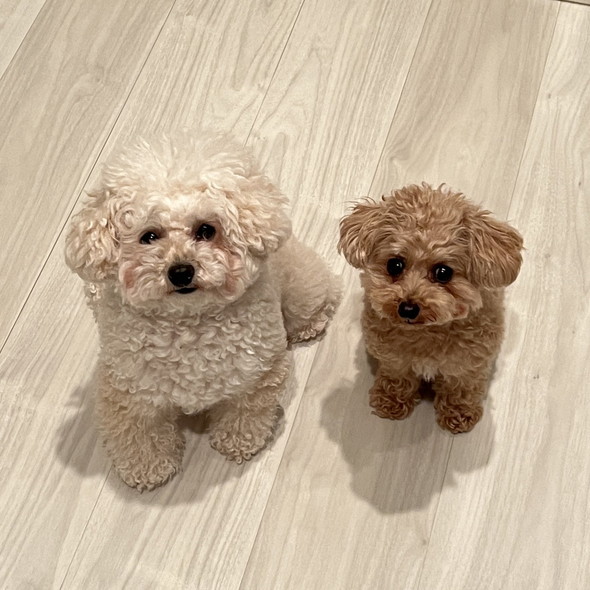 トイプードルのワンコ