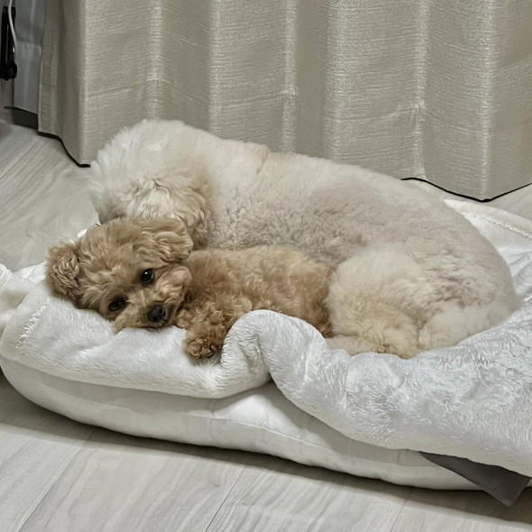 トイプードルのワンコ