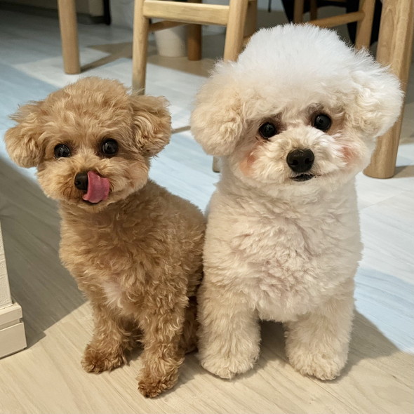 トイプードルのワンコ