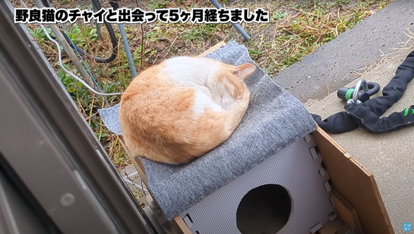 庭に遊びに来た猫ちゃんを保護