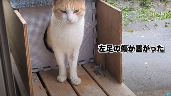 庭に遊びに来た猫ちゃんを保護