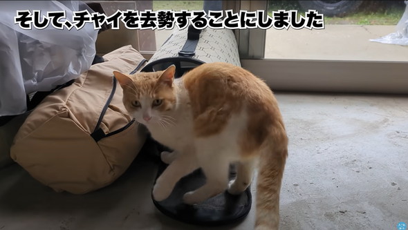 庭に遊びに来た猫ちゃんを保護